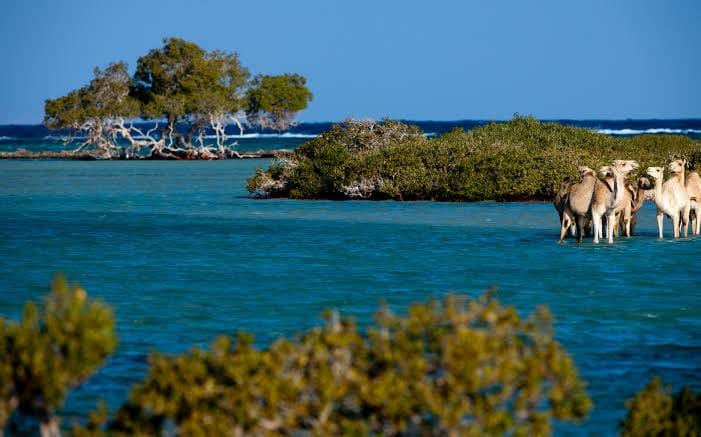 Wadi El Gemal Beaches